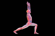 Анатомія воїна 1 пози, або вірабадрасана 1. Комп'ютерна ілюстрація, що показує чоловіче тіло з виділеним скелетом демонструє скелетну активність цієї пози йоги.. — стокове фото