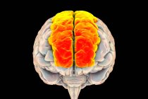 Illustration du cerveau humain avec gyri frontal supérieur mis en évidence, également connu sous le nom de gyri marginal. Il est situé dans le lobe frontal et est associé à la conscience de soi et au rire. — Photo de stock