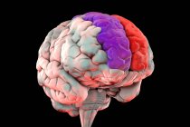 Illustration du cerveau humain avec gyri frontal supérieur mis en évidence, également connu sous le nom de gyri marginal. Il est situé dans le lobe frontal et est associé à la conscience de soi et au rire. — Photo de stock