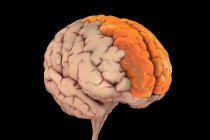 Ілюстрація людського мозку з підсвіченою верхньою лобовою гірі, також відомою як гранична гірі. Вона розташована в лобовій частці і пов'язана з самосвідомістю і сміхом . — стокове фото