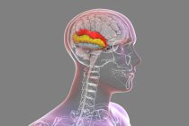 Человеческий мозг с выделенной височной гири, компьютерная иллюстрация. Это показывает верхнюю темпоральную (красную), среднюю (желтую) и нижнюю (синюю) гири. Они участвуют в обработке звуковой информации и кодировании памяти. — стоковое фото