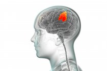 Cerveau humain avec gyrus supramarginal surligné, illustration par ordinateur. Il est impliqué dans la perception de la langue, la localisation des membres, l'identification des postures et des gestes d'autres personnes. — Photo de stock