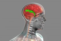Cerveau humain avec gyrus temporal supérieur mis en évidence, illustration. Il est impliqué dans le traitement de l'information auditive et l'encodage de la mémoire. — Photo de stock