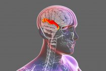 Cerveau humain avec gyrus temporal supérieur mis en évidence, illustration. Il est impliqué dans le traitement de l'information auditive et l'encodage de la mémoire. — Photo de stock