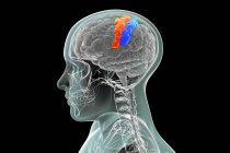Menschliches Gehirn mit hervorgehobenem vor- und postzentralem Gyri, Computerillustration. Die Standorte des primären Motors (präzentraler Gyrus) und des somatosensorischen (postzentraler Gyrus) Cortex. — Stockfoto