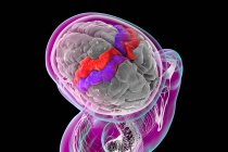 Cérebro humano com giros pré-centrais e pós-centrais destacados, ilustração computacional. Os locais do córtex motor primário (giro pré-central) e somatossensorial (giro pós-central). — Fotografia de Stock