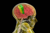 Человеческий мозг с выделенной прецентральной и постцентральной гири, компьютерная иллюстрация. Места первичной моторной (прецентральная извилина) и соматосенсорной (постцентральная извилина) коры. — стоковое фото