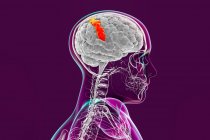 Cerveau humain avec gyrus postcentral surligné, illustration par ordinateur. Il est situé dans le lobe pariétal latéral et est responsable du sens du toucher. — Photo de stock