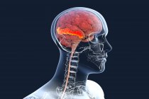 Cerveau humain avec gyrus temporal moyen surligné, illustration par ordinateur. Il est situé dans le lobe temporal et est impliqué dans la reconnaissance des visages connus et l'accès au sens des mots tout en lisant. — Photo de stock