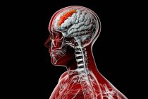 Cerveau humain avec gyrus frontal moyen surligné, illustration par ordinateur. Il fait partie du cortex préfrontal du lobe frontal. Il est impliqué dans la langue, l'apprentissage et l'attention. — Photo de stock