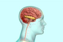Cerveau humain avec gyrus temporal inférieur surligné, illustration par ordinateur. Située dans le lobe temporal, elle intervient dans le traitement visuel, la reconnaissance d'objets, de visages, de lieux et de couleurs.. — Photo de stock