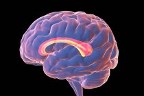 Cérebro humano com corpo caloso destacado, também conhecido como comissura calosal, ilustração computadorizada. É um trato nervoso largo e grosso que liga os hemisférios cerebrais esquerdo e direito.. — Fotografia de Stock