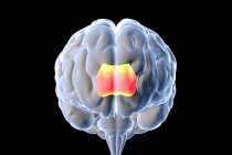 Человеческий мозг с выделенным корпусом callosum, также известный как callosal commission, компьютерная иллюстрация. Это широкий, толстый нервный тракт, соединяющий левое и правое полушарие головного мозга. Вид спереди. — стоковое фото
