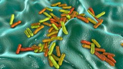 Бактерии Cutibacum (ранее Propionibacum), компьютерная иллюстрация. Это пример непатогенных бактерий, обнаруженных на коже человека, где они хорошо адаптированы к естественной кислотности. Примером может служить Cutibacterium acnes — стоковое фото