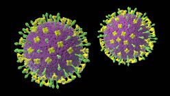 Частицы вируса Нипы, компьютерная иллюстрация. Вирус нипы является зоонозным (передается людям от животных) и был впервые обнаружен в Малайзии и Сингапуре у людей, которые имели тесный контакт со свиньями — стоковое фото
