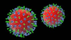 Virus Hendra, ilustración por computadora. El virus Hendra infecta tanto a humanos como a caballos y es transmitido por murciélagos de la fruta. Es rara y se encuentra principalmente en Australia. - foto de stock