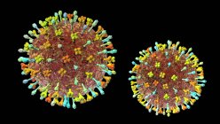 Hendra-Virus, Computerillustration. Das Hendra-Virus infiziert sowohl Menschen als auch Pferde und wird von Flughunden übertragen. Es ist selten und kommt hauptsächlich in Australien vor — Stockfoto