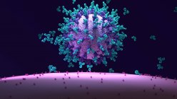 Illustrazione di anticorpi (blu) che si legano ad una cellula infetta virale (viola). Gli anticorpi si legano ad antigeni specifici, ad esempio proteine virali visualizzate sulla superficie delle cellule infette, marcandole per la distruzione da parte delle cellule immunitarie dei fagociti. — Foto stock