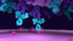 Ilustración de anticuerpos (azul) unidos a una célula viral (púrpura) infectada. Los anticuerpos se unen a antígenos específicos, por ejemplo proteínas virales que se muestran en la superficie de las células infectadas, marcándolas para su destrucción por las células inmunitarias de los fagocitos.. - foto de stock