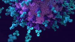 Ilustração de anticorpos (azuis) que se ligam a uma célula viral (púrpura) infectada. Os anticorpos ligam-se a antígenos específicos, por exemplo, proteínas virais exibidas na superfície das células infectadas, marcando-as para destruição pelas células imunitárias dos fagócitos. — Fotografia de Stock