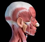 Anatomía de la cabeza humana 3d ilustración sistema muscular, vista lateral sobre fondo negro. - foto de stock