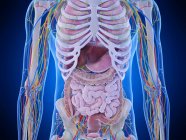 Anatomie abdominale, illustration par ordinateur — Photo de stock