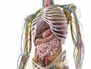 Órganos abdominales, ilustración por ordenador - foto de stock