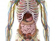 Organes abdominaux, illustration par ordinateur — Photo de stock