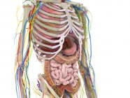 Órgãos abdominais, ilustração computacional — Fotografia de Stock