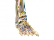 Anatomia do pé, ilustração computacional — Fotografia de Stock