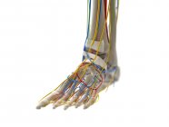 Anatomía del pie, ilustración por ordenador - foto de stock