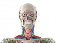 Anatomía de la cabeza, ilustración por computadora - foto de stock