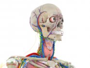 Anatomia della testa, illustrazione al computer — Foto stock