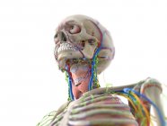 Головна анатомія, комп'ютерна ілюстрація — стокове фото