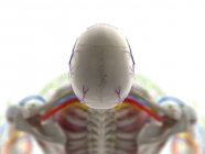 Kopfanatomie, Computerillustration — Stockfoto