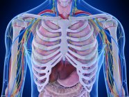 Анатомия грудной клетки, компьютерная иллюстрация — стоковое фото