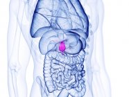 Vessie biliaire et autres organes, illustration par ordinateur — Photo de stock
