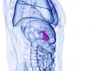 Vesícula biliar y otros órganos, ilustración por ordenador - foto de stock