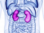 Human kidneys, computer illustration — Stock Photo
