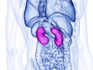 Human kidneys, computer illustration — Stock Photo