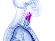 Larynx humain, illustration par ordinateur — Photo de stock
