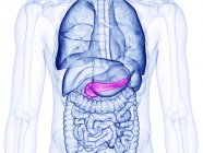 Pâncreas humano, ilustração do computador — Fotografia de Stock