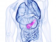 Pancreas umano, illustrazione al computer — Foto stock