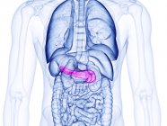Páncreas humano, ilustración por computadora - foto de stock