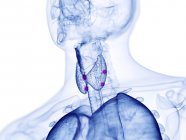 Parathyroid glands, computer illustration — Stock Photo
