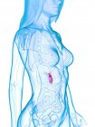 Enfermedad de vesícula biliar, ilustración por computadora - foto de stock