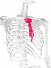 Кістка молочної залози, комп'ютерна ілюстрація — стокове фото
