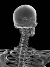 Colonna vertebrale cervicale, illustrazione al computer — Foto stock