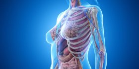 Anatomie des weiblichen Brustkorbs, Computerillustration — Stockfoto