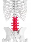 Lumbar spine, computer illustration — Stock Photo